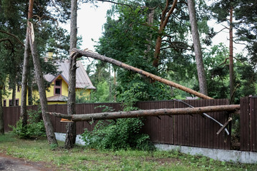 Fototapeta na wymiar Storm damage, tree broken after hurricane storm fallen tree after a storm. 