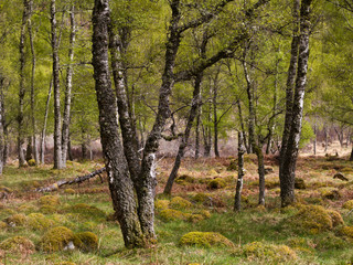 Rothiemurchus forest in springtime - I -Scotland
