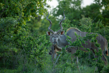 Large male kudu bull feeding