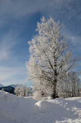 winter landscape with trees and blue sky