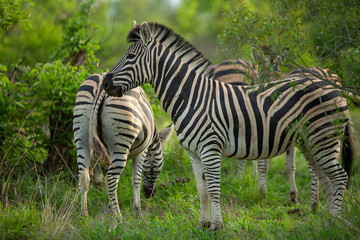 Fototapeta na wymiar A dazzle of zebra in the bush