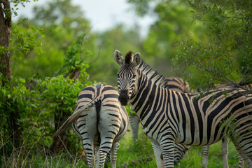 Fototapeta na wymiar A dazzle of zebra in the bush