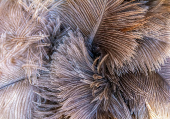 fluffy feather background