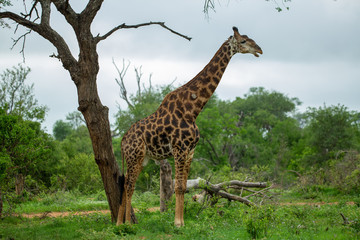Large male giraffe chewing the cud under a tree