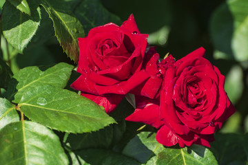 華麗に咲く薔薇