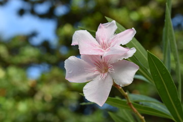 pink flower in garden