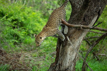 Fototapeta na wymiar Leopard resting in and then springing from a tree onto the floor.