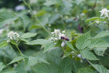 Bee on a flower collecting nectar.
