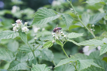 Bee on a flower collecting nectar.