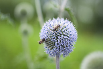 Bee on a echinops flower collecting nectar.