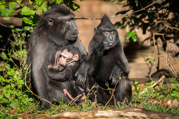 Breast feeding mother. Celebes crested macaque (Macaca nigra), also known as the crested black macaque, Sulawesi crested macaque, or the black ape, old world monkey endemic to Sulawesi Indonesia.