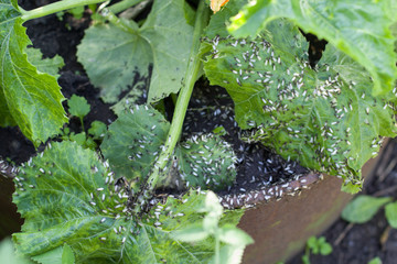 A mass of insects eats the leaves of zucchini in an agricultural garden.