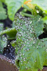 A mass of insects eats the leaves of zucchini in an agricultural garden.