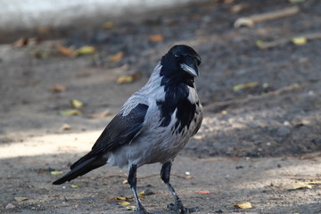 A Colombo crow (Corvus splendens) walking around on an asphalt road