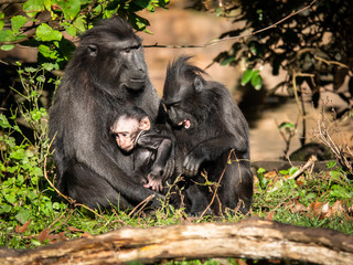 Parenting Celebes crested macaque (Macaca nigra), also known as the crested black macaque, Sulawesi crested macaque, or the black ape, old world monkey endemic to Sulawesi, Indonesia.
