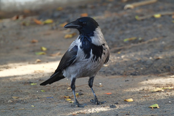 A Colombo crow (Corvus splendens) walking around on an asphalt road