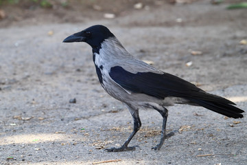 A Colombo crow (Corvus splendens) walking around on an asphalt road