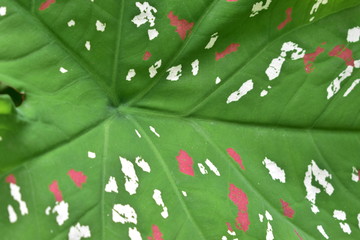 colorful green leaf background