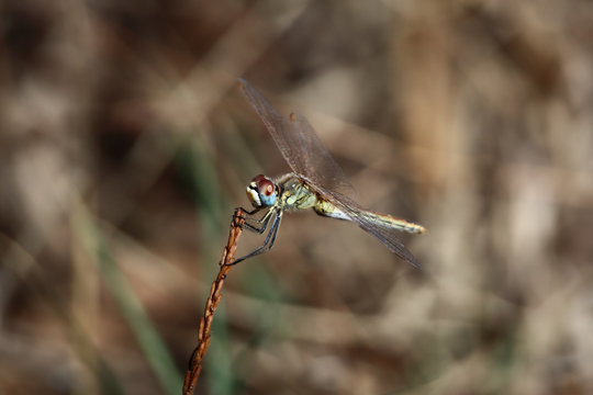 A Scarlet dragonfly female (Crocothemis erythraea) perched on a branch	