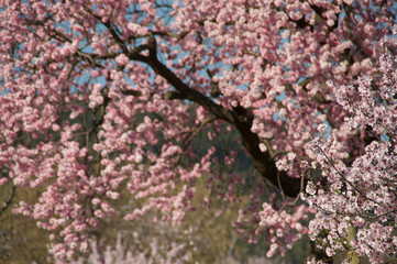 Almond blossom