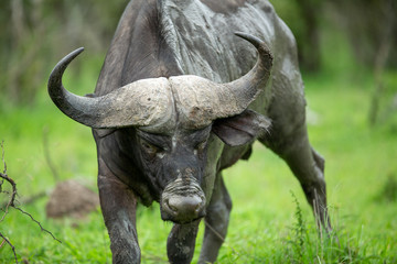 Cape buffalo breeding herd with some large dagga boy bulls.