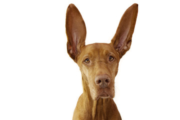 portrait pointer dog with big ears up. listening concept. Isolated on white background. - Powered by Adobe