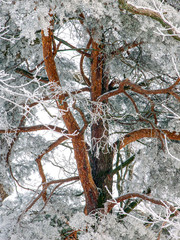 tree in winter, stockholm, nacka, sverige,sweden