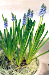 blue hyacinths in the garden, stockholm,nacka,sweden,sverige