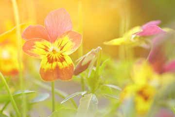 Close up of yellow and purple pansy flowers in bright sun light, vintage filter effect