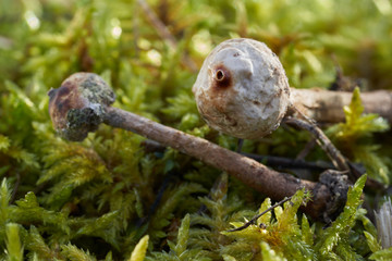 Inedible mushroom Tulostoma brumale on a xerotherm meadow. Known as Winter Stalkball. Wild mushrooms growing in moss in sandy soil.