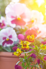 Pansy flower close-up: big pink garden pansies and small horned violet flowers in yellow and purple.