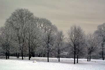 winter in the park, sweden norrland,sverige