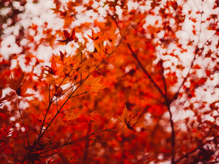 web banner design for autumn season and end year activity with red and yellow leaves with soft focus light and bokeh background