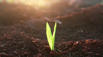 Corn seedlings with sunlight Thailand