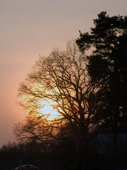 Fototapeta na wymiar silhouette of a tree at sunset, stockholm, nacka, swede, sverige, europe, eu