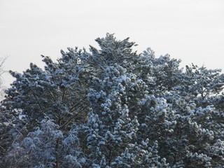Snow-capped tree top in the winter forest