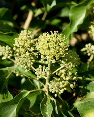 Efeu, Hedera, helix, Blatt, Bluete