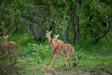 Nursery grouping of baby impala in a road. 