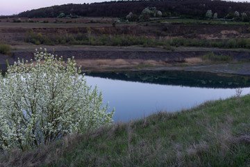 View with a white shrub.