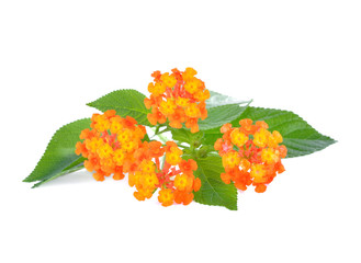 Orange flower, Lantana camara flower is isolated on white background