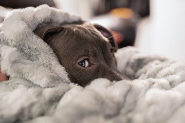 puppy eye is watching you