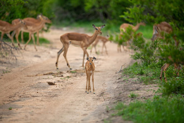 Naklejka na ściany i meble Nursery grouping of baby impala in a road. 