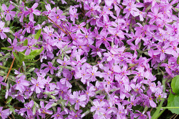 Bright floral carpet.