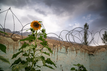 Sunflower with barbed wire around it and fence in garden of house of Ishkashim, Afghanistan. Cloudy weather couple of minutes before the rain started.