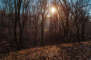 Bare forest lit by the sunbeams