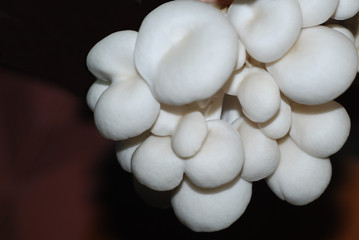 White mushroom on black color background