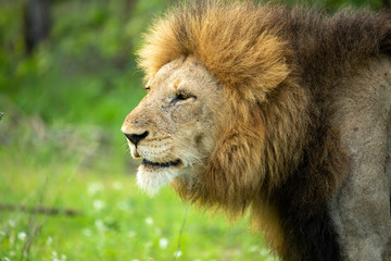 Naklejka na ściany i meble Large dominant male lion close up