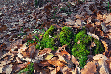 Green moss on fallen autumn leaves