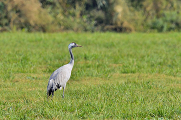Obraz na płótnie Canvas Cranes in a field foraging. Grey bird with long neck. Common Crane, Grus grus, big bird in the natural habitat.