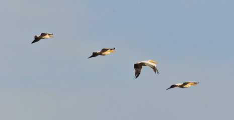 Great white pelicans, Pelecanus onocrotalus, eastern white pelican, rosy pelican or white pelican. Large water birds with long beaks and a large throat pouch in flight against blue sky.